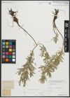 Foto von Salix repens subsp. rosmarinifolia (L.) Andersson